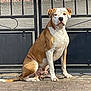 Bigben participe au concours pour gagner de l'argent avec cette photo : dog, brown_and_white, sitting, outdoor, gate, pavement, sunlight, pet, canine, animal, fence, quiet, calm, alert, domestic_animal, mammal, guard_dog, resting, companion, watchful