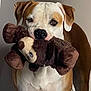 Bigben participe au concours pour gagner de l'argent avec cette photo : dog, plush_toy, indoor, brown, white, pet, animal, standing, playful, cute, toy, nose, ears, fur, expression, background, domestic, mammal, companion, portrait