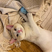 Xuri a rejoint le concours — aidez-le/la à gagner de superbes lots ! animal, blanket, canine, cat, dog, hardwood, homedecor, kitten, person, pet, puppy, quilt, rabbit, sleeping, wood