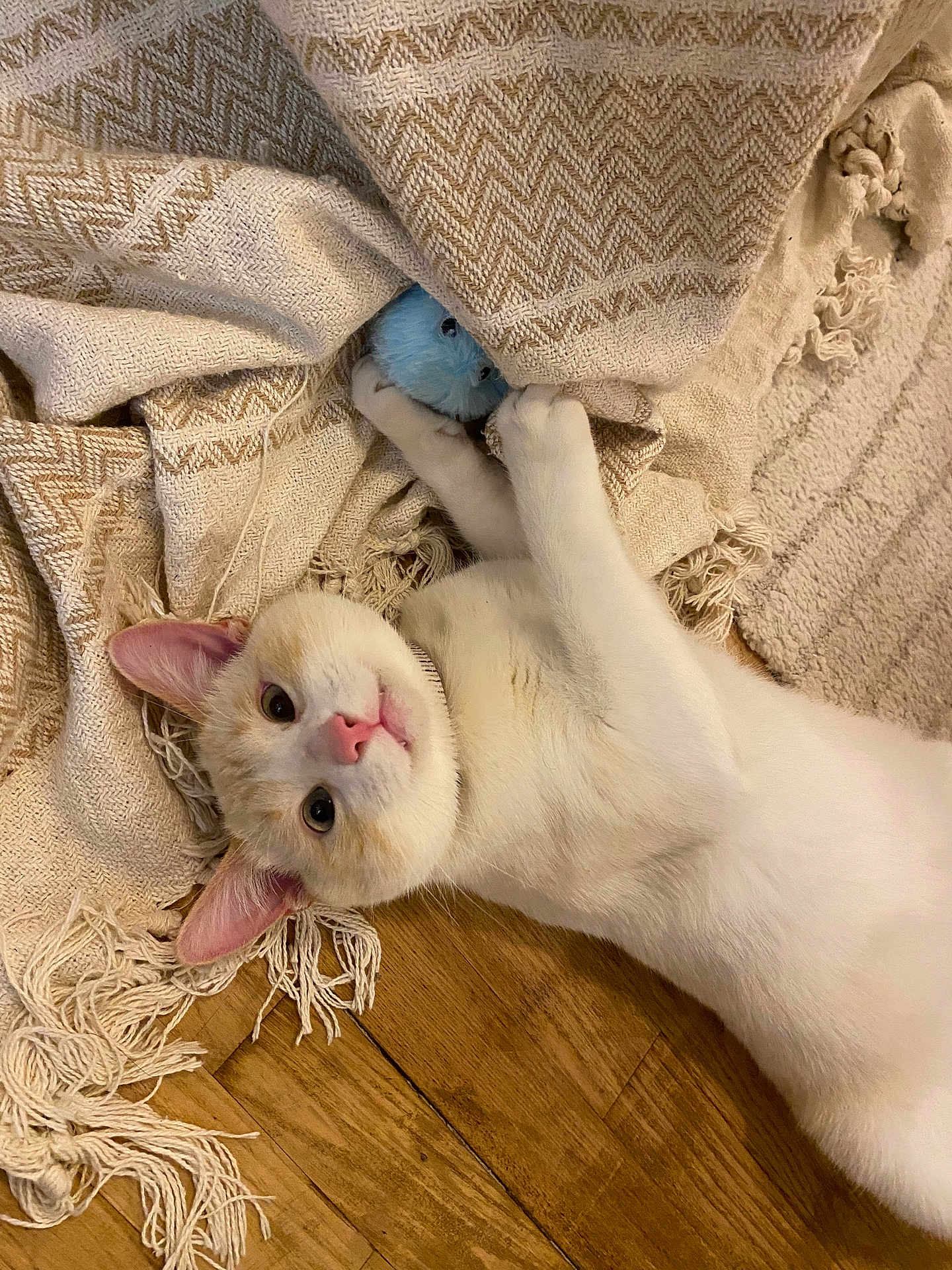 Xuri a rejoint le concours — aidez-le/la à gagner de superbes lots ! animal, blanket, canine, cat, dog, hardwood, homedecor, kitten, person, pet, puppy, quilt, rabbit, sleeping, wood