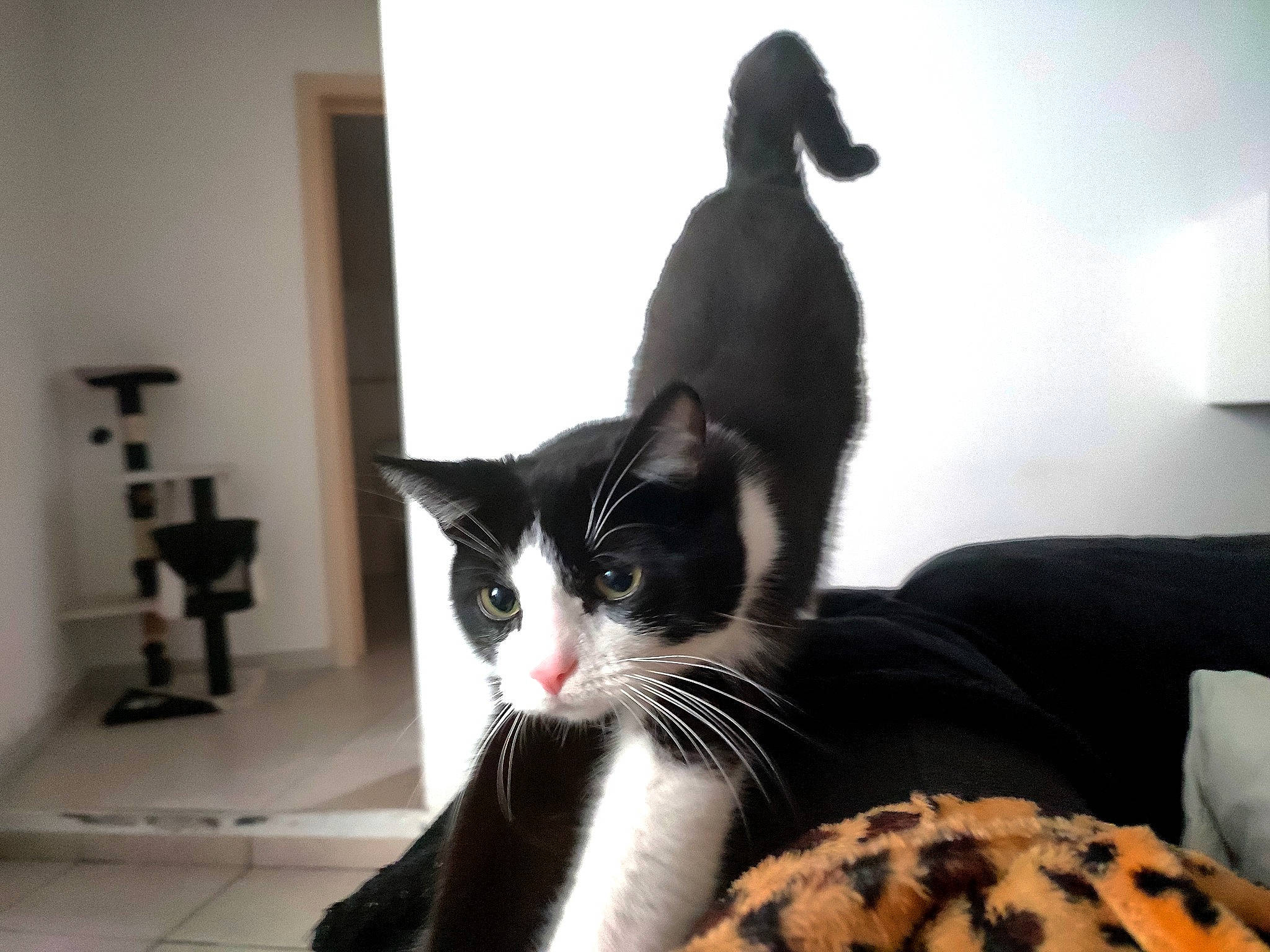 Biscuit a rejoint le concours — aidez-le/la à gagner de superbes lots ! black, carnivore, cat, cat_supply, comfort, domestic_short_haired_cat, felidae, foot, fur, linens, monochrome_photography, paw, room, small_to_medium_sized_cats, snout, tail, whiskers, window