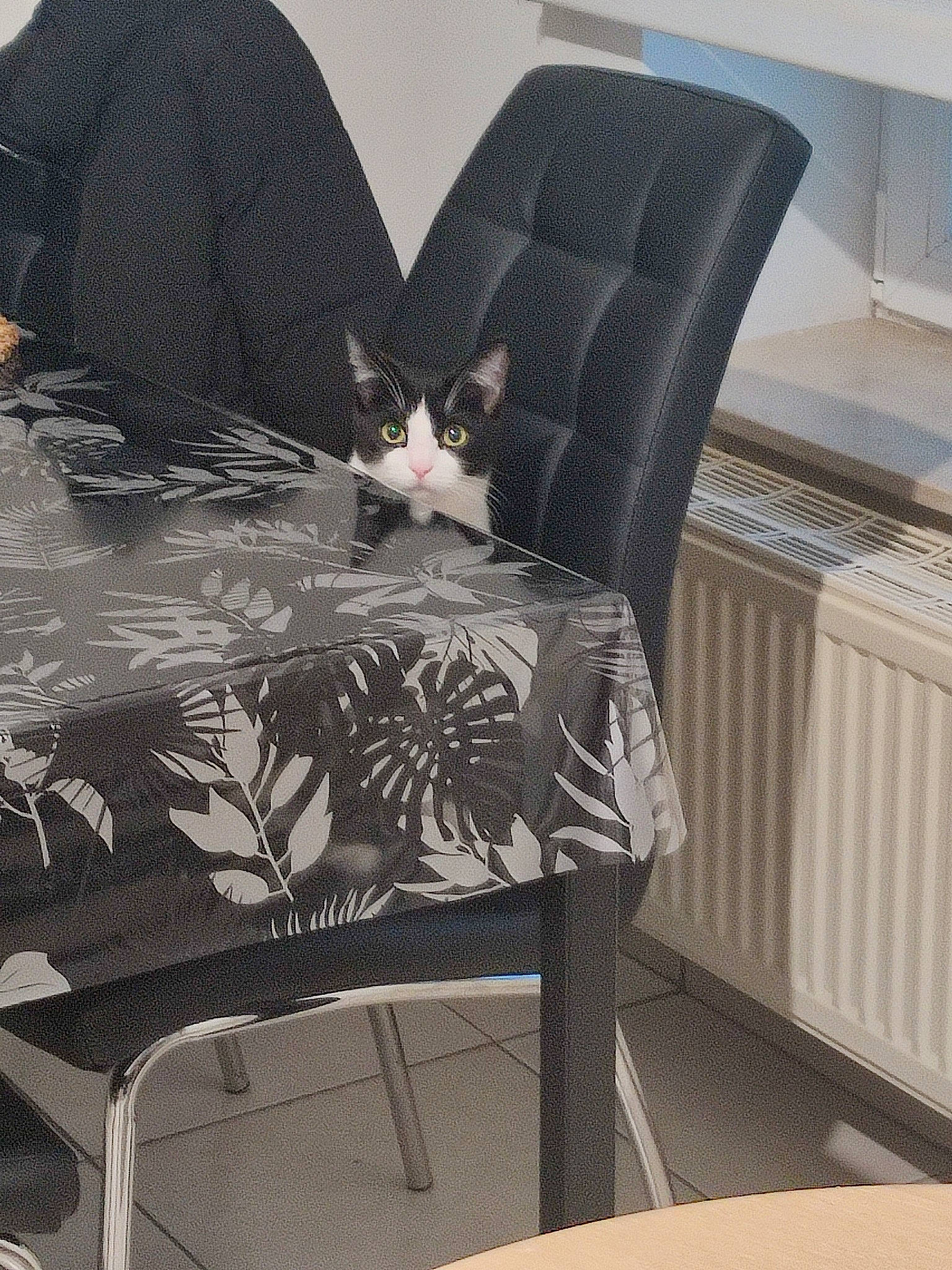 Biscuit a rejoint le concours — aidez-le/la à gagner de superbes lots ! bag, black, carnivore, cat, chair, comfort, felidae, floor, flooring, furniture, grey, interior_design, linens, living_room, outdoor_furniture, room, small_to_medium_sized_cats, textile, whiskers, wood