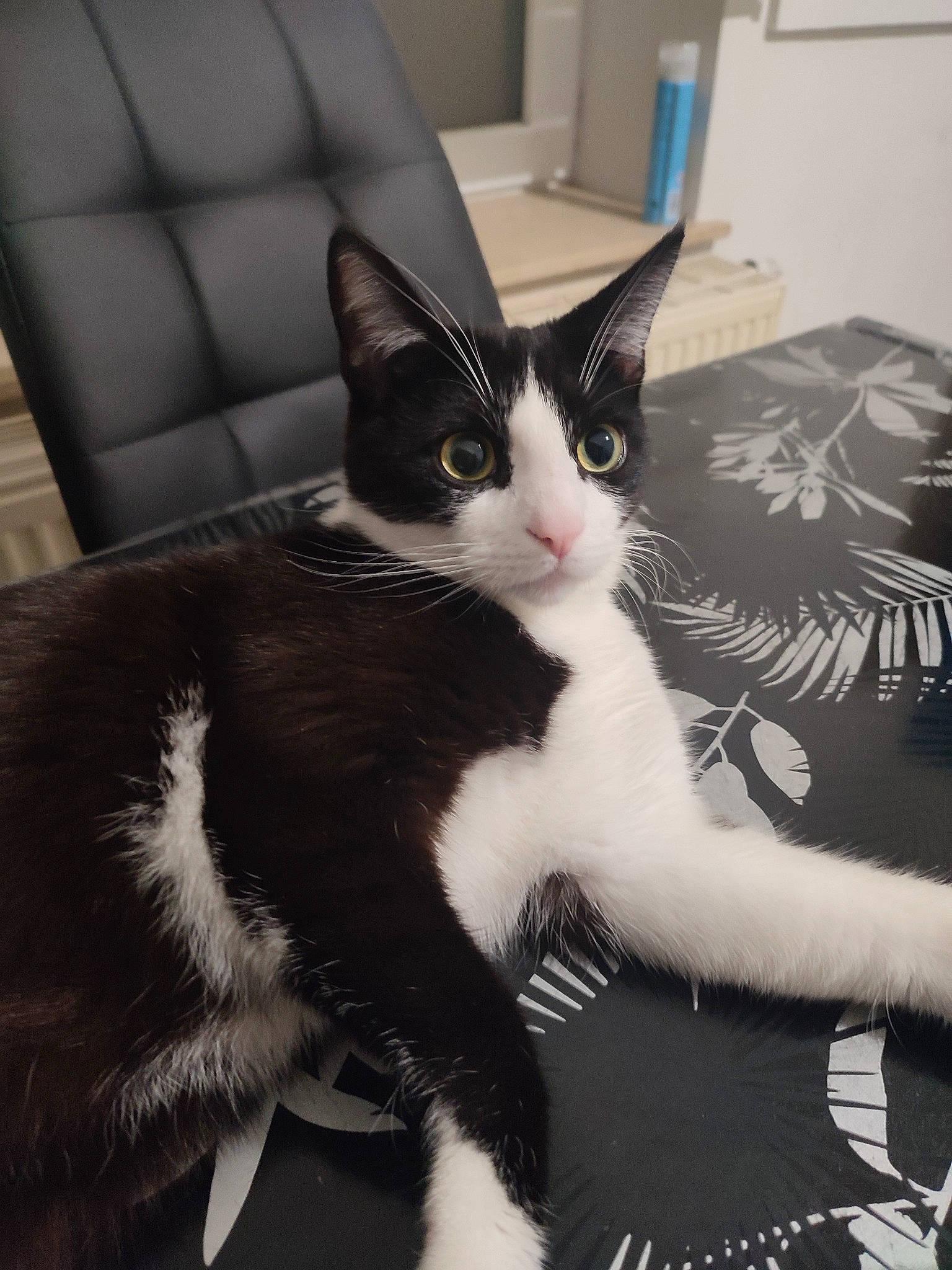 Biscuit a rejoint le concours — aidez-le/la à gagner de superbes lots ! carnivore, cat, claw, comfort, domestic_short_haired_cat, felidae, formal_wear, fur, head, lap, paw, sitting, small_to_medium_sized_cats, snout, tail, tuxedo, whiskers