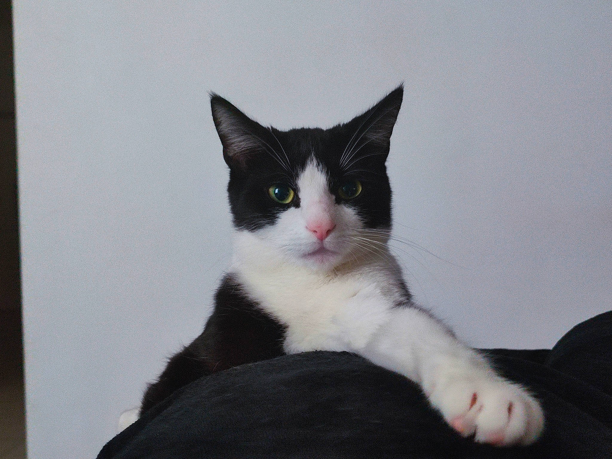 Biscuit a rejoint le concours — aidez-le/la à gagner de superbes lots ! carnivore, cat, comfort, domestic_short_haired_cat, eye, felidae, fur, monochrome_photography, paw, sitting, small_to_medium_sized_cats, snout, tail, whiskers, window