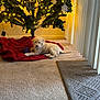 puppy, dog, christmas_tree, blanket, carpet, toy, indoor, lights, decorations, vertical_blinds, red, purple, furniture, holiday, pet, floor, cozy, home, relaxing, soft