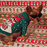 Chevy is registered to the contest to win money with this photo: animal, celebration, christmas_sweater, cozy, cute, decorative, dog, eyewear, festive, funny, green_sweater, holiday, indoor, patterned_background, pet, portrait, santa_claus, small_dog, sunglasses, winter_clothing