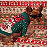 animal, celebration, christmas_sweater, cozy, cute, decorative, dog, eyewear, festive, funny, green_sweater, holiday, indoor, patterned_background, pet, portrait, santa_claus, small_dog, sunglasses, winter_clothing