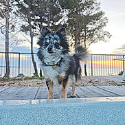 Coeurly participe au concours pour gagner de l'argent avec cette photo : dog, small_dog, outdoor, sunset, trees, fence, collar, pet, animal, fur, canine, nature, sky, walking_surface, leisure, portrait, daytime, tail, ears, watchful
