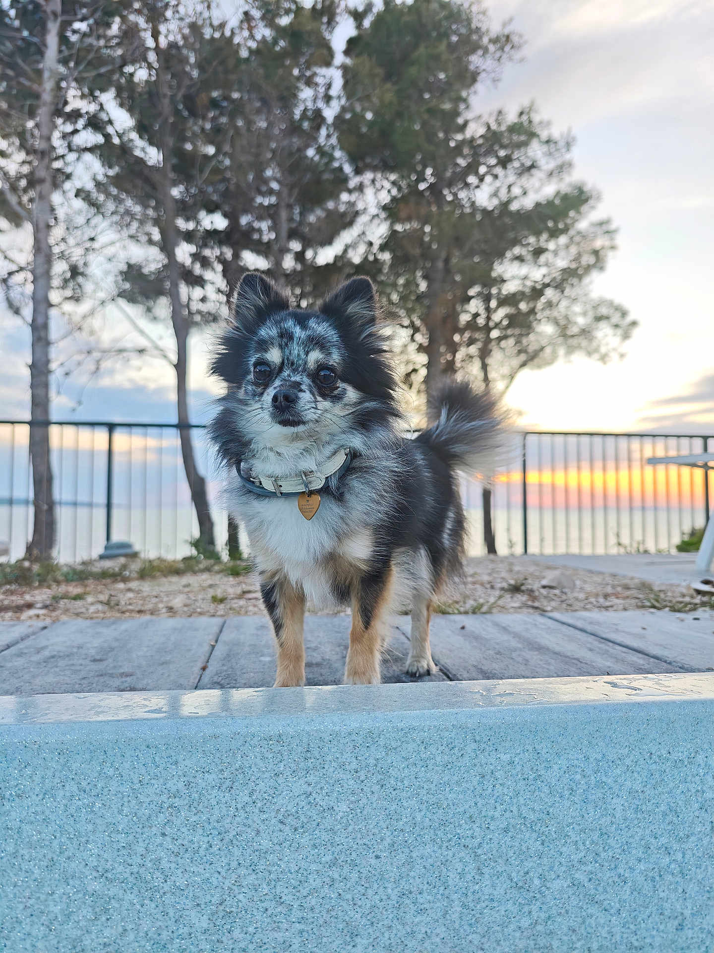 Coeurly participe au concours pour gagner de l'argent avec cette photo : dog, small_dog, outdoor, sunset, trees, fence, collar, pet, animal, fur, canine, nature, sky, walking_surface, leisure, portrait, daytime, tail, ears, watchful