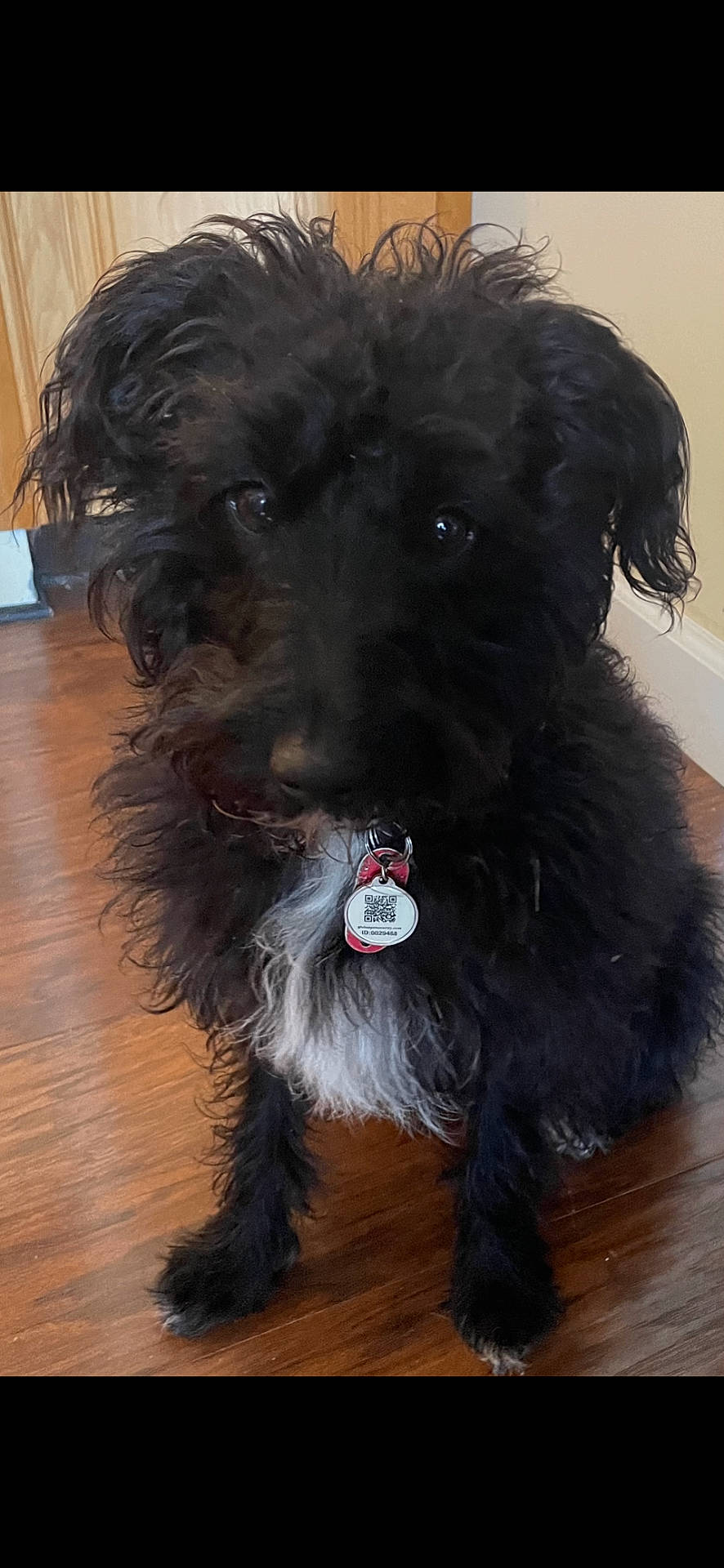 Willie joined the competition — help win amazing prizes! affenpinscher, animal, canine, cockerspaniel, dog, hardwood, indoors, interiordesign, papillon, pet, plywood, poodle, puppy, sphere, terrier, wood