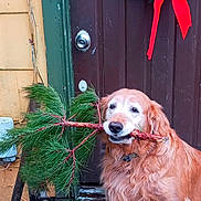 Joy Hayes is registered to the contest to win money with this photo: animal, brown_fur, canine, dog, door, festive, golden_retriever, greenery, holiday_decor, nature, outdoor, pet, pine_branch, porch, red_bow, rustic, smiling, welcome_mat, wood, wreath