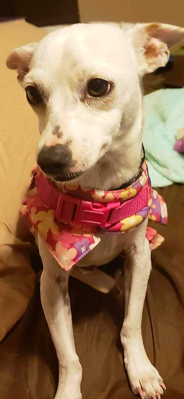 Brooklyn Dash joined the competition — help win amazing prizes! american_hairless_terrier, ancient_dog_breeds, canidae, carnivore, chihuahua, companion_dog, dog, dog_breed, dog_clothes, dog_supply, ear, italian_greyhound, mammal, non_sporting_group, nose, pink, pit_bull, puppy_love, snout, toy_dog