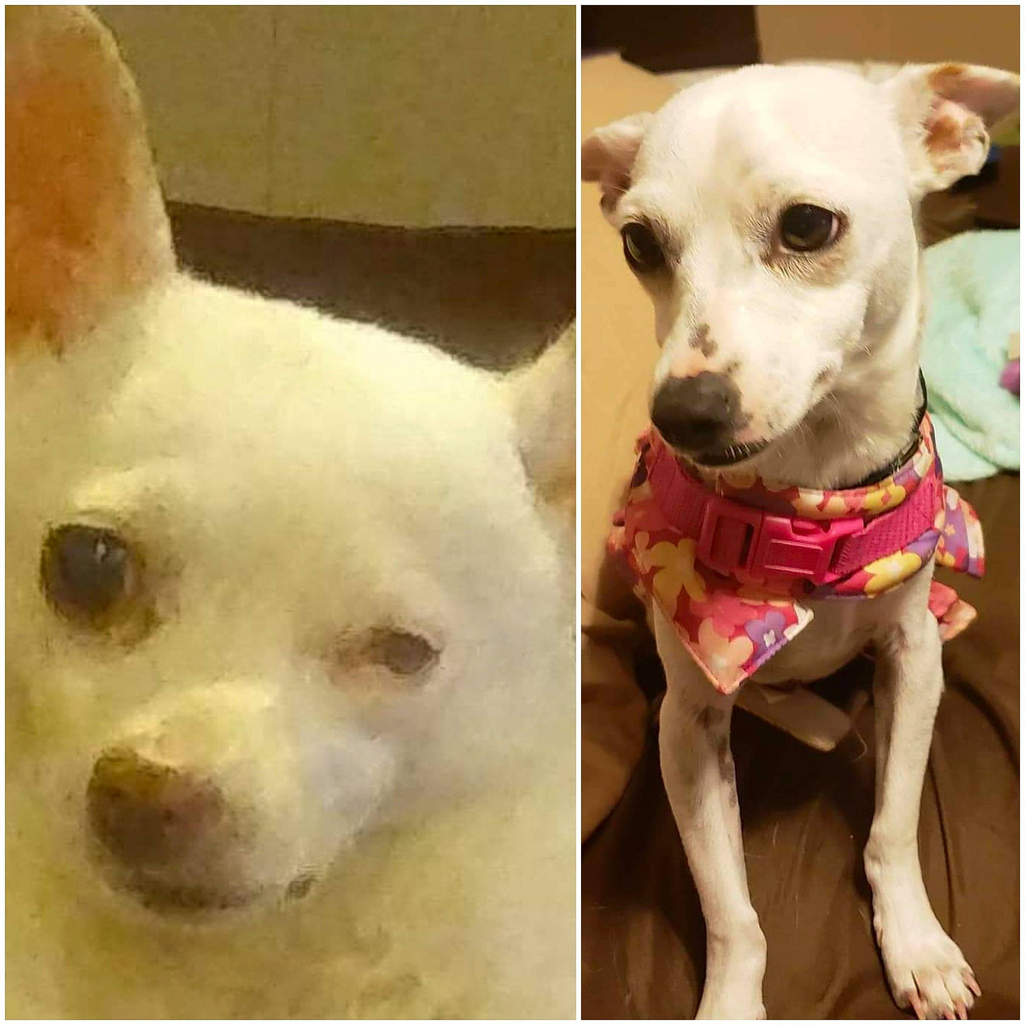 Chula. is registered to the contest to win money with this photo: ancient_dog_breeds, canidae, carnivore, chihuahua, companion_dog, dog, dog_breed, ear, head, mammal, non_sporting_group, nose, photo_caption, puppy, puppy_love, rare_breed_dog, snout, street_dog, toy_dog, vertebrate