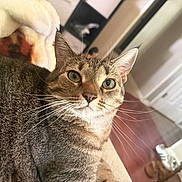 Holly joined the competition — help win amazing prizes! cat, tabby, indoor, pet, feline, whiskers, close_up, couch, blanket, green_eyes, relaxed, curious, household, cozy, fur, animal, domestic, portrait, living_room, soft_light