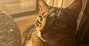 Holly joined the competition — help win amazing prizes! cat, tabby, sunlight, window, curtain, indoor, pet, whiskers, closeup, feline, animal, soft_light, shadow, cozy, relaxing, portrait, domestic, cute, warm_tone, fur
