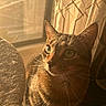 cat, tabby, sunlight, window, curtain, indoor, pet, whiskers, closeup, feline, animal, soft_light, shadow, cozy, relaxing, portrait, domestic, cute, warm_tone, fur