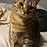 cat, tabby, pet, animal, feline, bed, indoor, curious, whiskers, ears, fur, cute, domestic, sitting, looking, portrait, head_tilt, cozy, soft, relaxed
