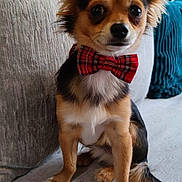 Guizmo a rejoint le concours — aidez-le/la à gagner de superbes lots ! dog, bow_tie, small_dog, couch, indoor, pet, sitting, fur, ears, face, eyes, nose, tail, furniture, book_shelf, pillow, plaid, red, brown, white