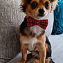 dog, bow_tie, small_dog, couch, indoor, pet, sitting, fur, ears, face, eyes, nose, tail, furniture, book_shelf, pillow, plaid, red, brown, white