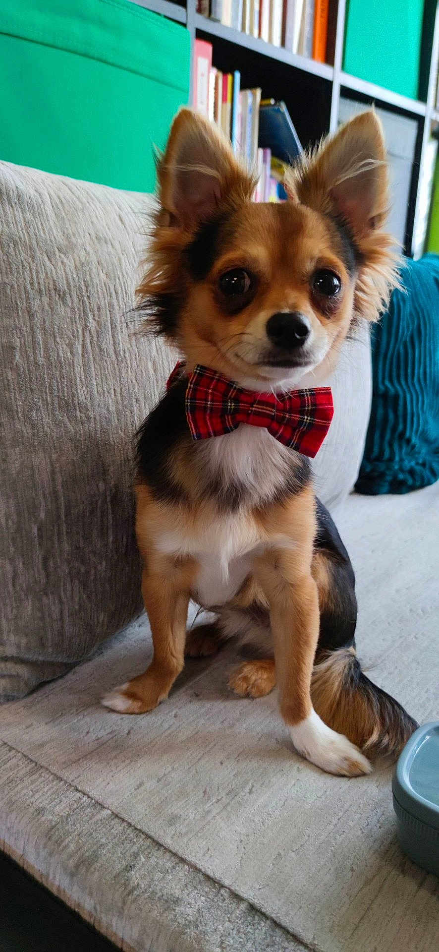 Guizmo a rejoint le concours — aidez-le/la à gagner de superbes lots ! dog, bow_tie, small_dog, couch, indoor, pet, sitting, fur, ears, face, eyes, nose, tail, furniture, book_shelf, pillow, plaid, red, brown, white