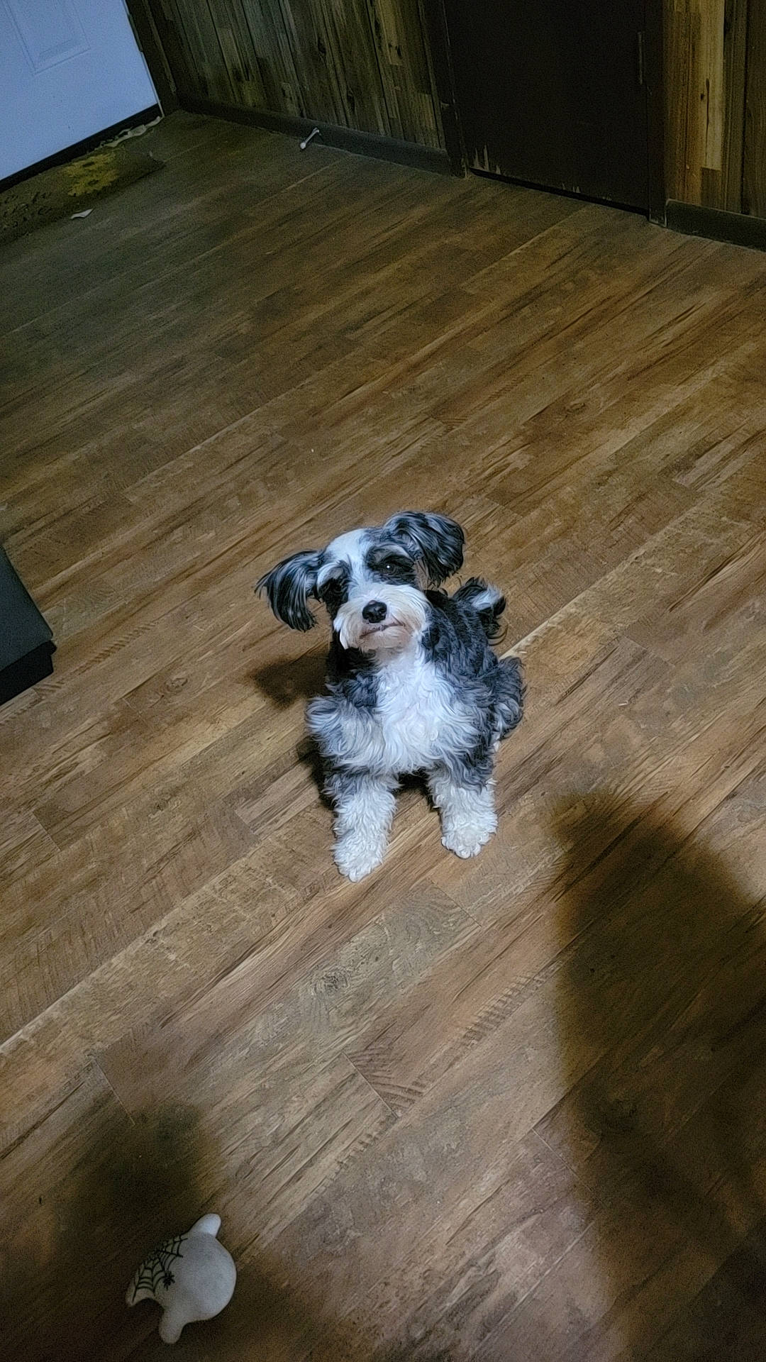 Bruce is registered to the contest to win money with this photo: carnivore, companion_dog, dog, dog_breed, fawn, floor, flooring, fur, hardwood, laminate_flooring, plank, snout, sporting_group, tail, toy_dog, varnish, wood, wood_flooring, wood_stain, working_animal