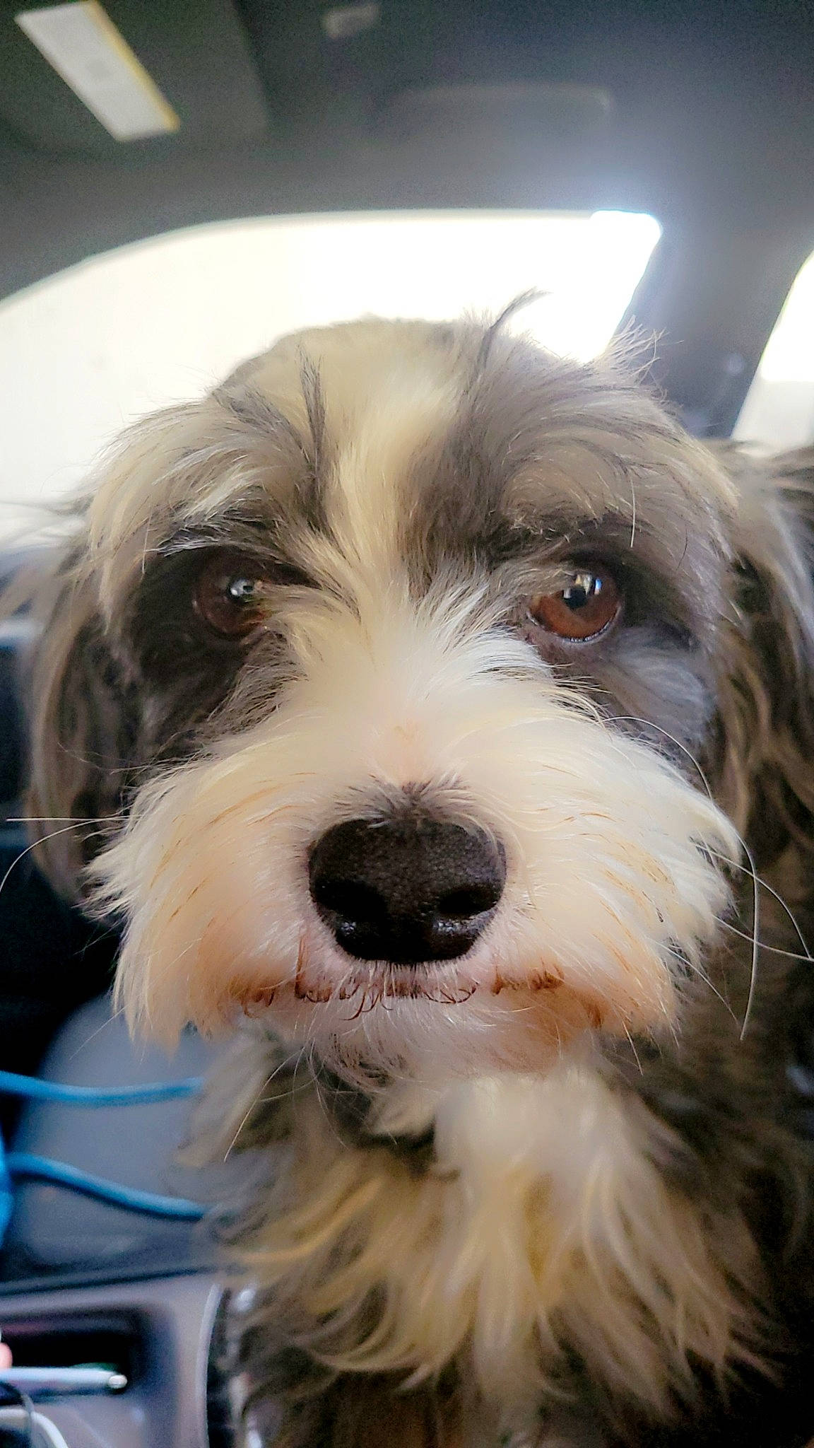 Bruce joined the competition — help win amazing prizes! biewer_terrier, canidae, carnivore, companion_dog, dog, dog_breed, fur, maltepoo, non_sporting_group, puppy, recipe, small_terrier, sporting_group, terrestrial_animal, terrier, toy_dog, whiskers, working_animal