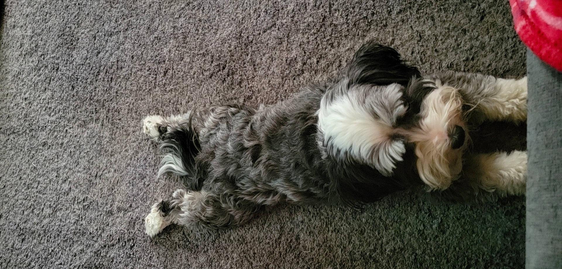 Bruce joined the competition — help win amazing prizes! asphalt, canidae, carnivore, companion_dog, dog, dog_breed, fur, mal_shi, maltepoo, paw, road_surface, shih_poo, small_terrier, snout, sporting_group, tail, terrier, toy_dog, water_dog, working_animal