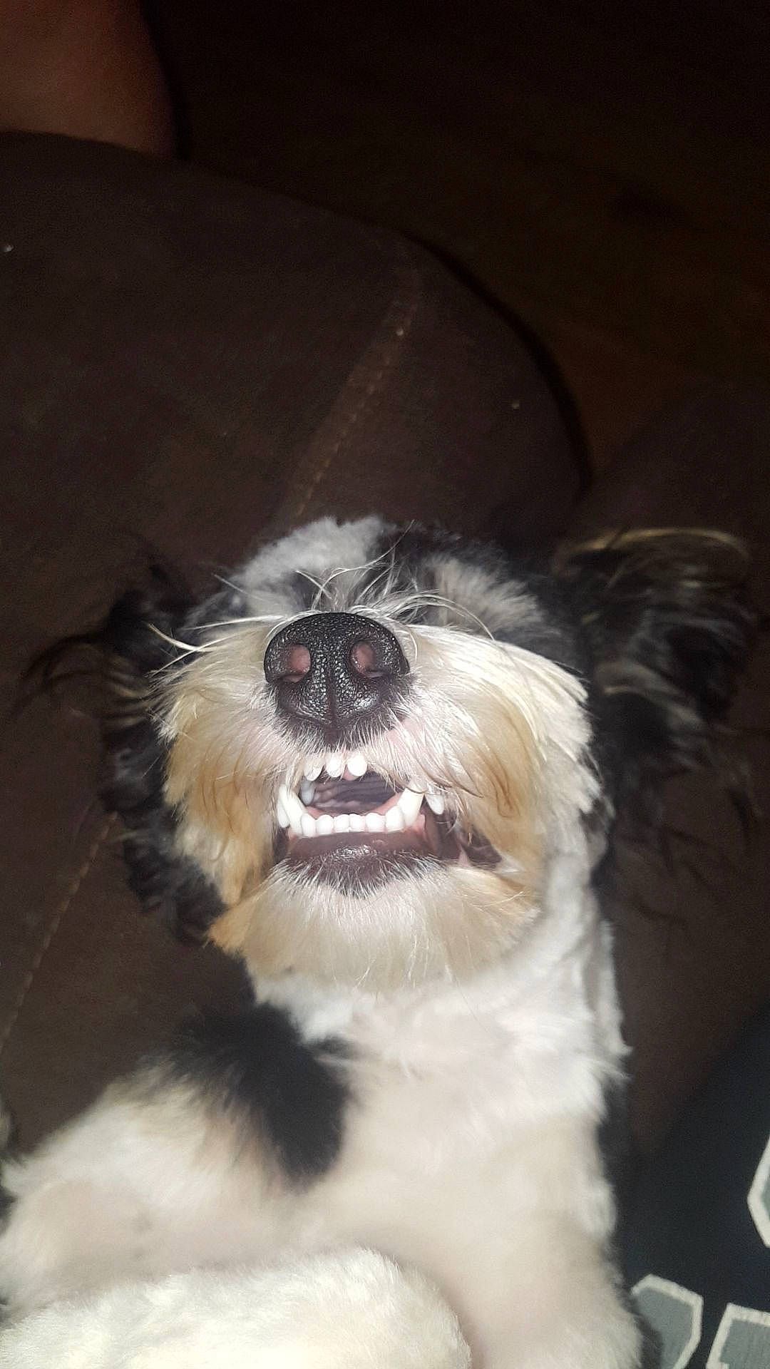 Bruce joined the competition — help win amazing prizes! biting, canidae, carnivore, companion_dog, dog, dog_breed, ear, fang, fawn, fur, liver, mal_shi, non_sporting_group, snout, sporting_group, terrestrial_animal, terrier, toy_dog, whiskers, working_animal