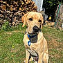 dog, puppy, labrador, collar, tag, grass, firewood, stack, yard, outdoor, sunlight, pet, animal, canine, nature, fence, tree, daylight, brown, cute