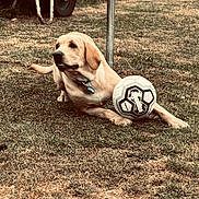 Marçou participe au concours pour gagner de l'argent avec cette photo : animal, canine, collar, daytime, dog, firewood, grass, grass_patch, metal_pole, nature, outdoor, pet, playful, resting, rustic, soccer_ball, summer, wheelbarrow, yard, yellow_labrador