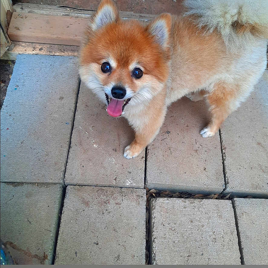 Toby joined the competition — help win amazing prizes! accessories, animal, art, bodypart, brick, canine, cockerspaniel, collage, dog, eskimodog, husky, mouth, path, person, pet, puppy, sidewalk, strap, text, whitedog