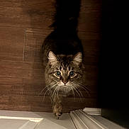 Honey Bear is registered to the contest to win money with this photo: animal, brown, cat, closeup, curious, cute, domestic_cat, door, feline, fluffy_tail, fur, house, indoor, looking_up, paw, pet, shadow, tabby, whiskers, wooden_floor