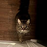 animal, brown, cat, closeup, curious, cute, domestic_cat, door, feline, fluffy_tail, fur, house, indoor, looking_up, paw, pet, shadow, tabby, whiskers, wooden_floor