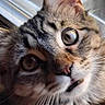 Honey Bear joined the competition — help win amazing prizes! animal, cat, close_up, curious, cute, domestic_cat, ears, eyes, face, feline, fur, indoor, looking, muzzle, nose, pet, portrait, tabby, whiskers, wide_eyes