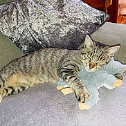 Athena a rejoint le concours — aidez-le/la à gagner de superbes lots ! cat, tabby_cat, sleeping, plush_toy, couch, pillow, domestic_cat, pet, whiskers, paw, nap, cozy, indoor, furniture, upholstery, relaxed, fur, stuffed_animal, home, close_up