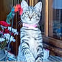 Athena a rejoint le concours — aidez-le/la à gagner de superbes lots ! cat, tabby_cat, pet, pink_collar, collar, window, indoor, curious, stripes, whiskers, paws, sitting, flowers, daisies, feather_toy, toy, wooden_cabinet, glass_reflection, portrait, eyes