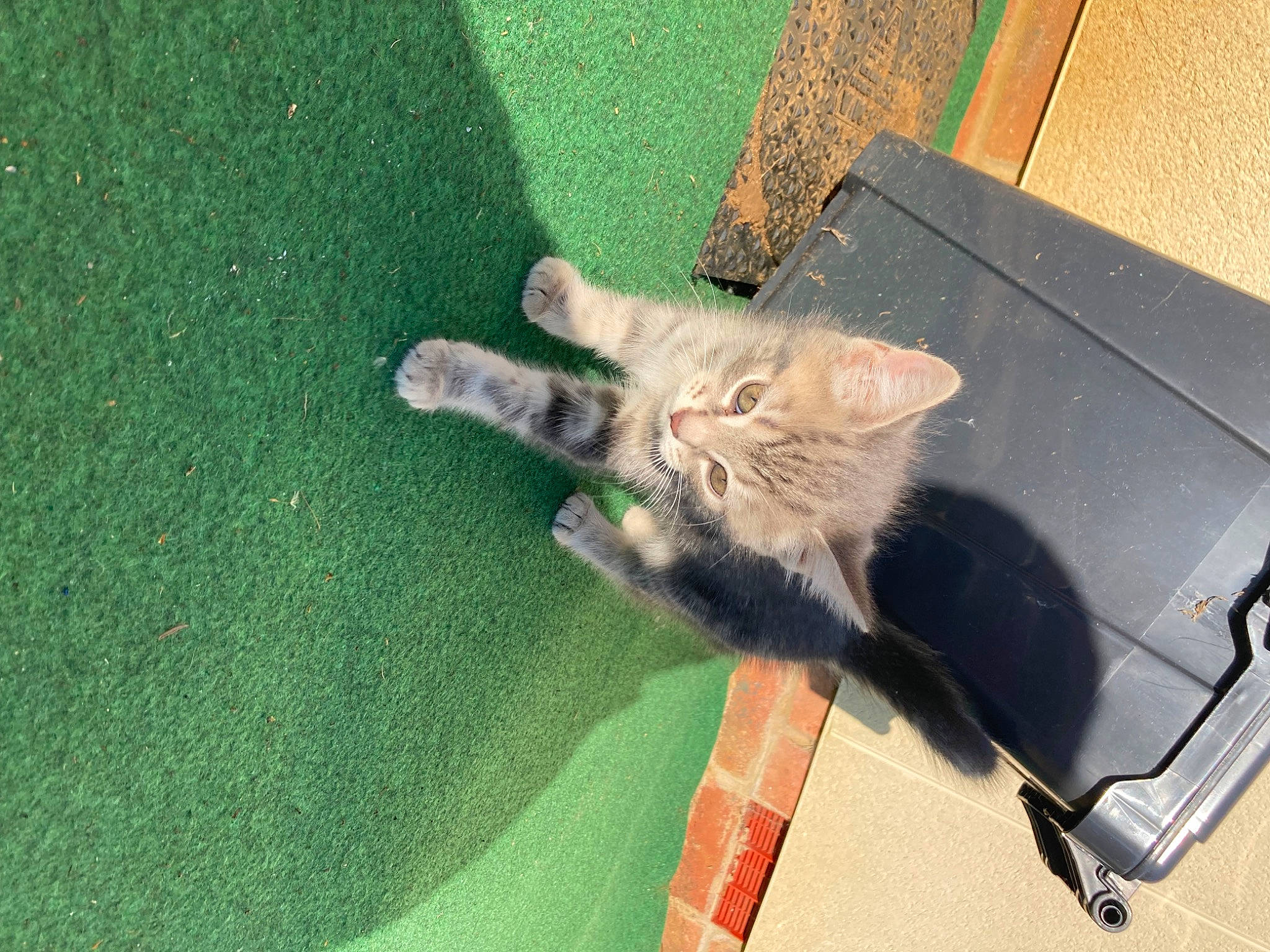 Tiger joined the competition — help win amazing prizes! canidae, carnivore, cat, claw, domestic_short_haired_cat, fawn, felidae, flooring, fur, grass, paw, plant, shadow, small_to_medium_sized_cats, sporting_group, tail, whiskers, wood