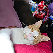 Simba is registered to the contest to win money with this photo: cat, orange_and_white, pet, indoor, relaxed, lying_down, feline, whiskers, close_up, domestic_animal, fur, collar, household, clutter, bottle, cup, fabric, red, background, casual