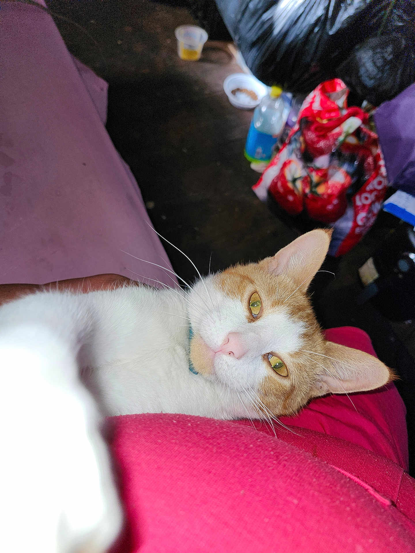 Simba is registered to the contest to win money with this photo: cat, orange_and_white, pet, indoor, relaxed, lying_down, feline, whiskers, close_up, domestic_animal, fur, collar, household, clutter, bottle, cup, fabric, red, background, casual