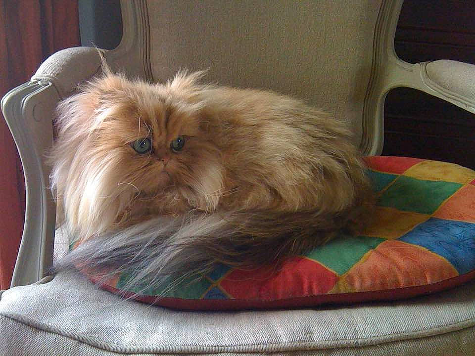 Ambre participe au concours pour gagner de l'argent avec cette photo : canidae, carnivore, cat, cat_supply, comfort, companion_dog, dog_breed, fawn, felidae, fur, liver, nap, pet_supply, small_to_medium_sized_cats, sporting_group, tail, terrestrial_animal, toy_dog, whiskers, working_animal