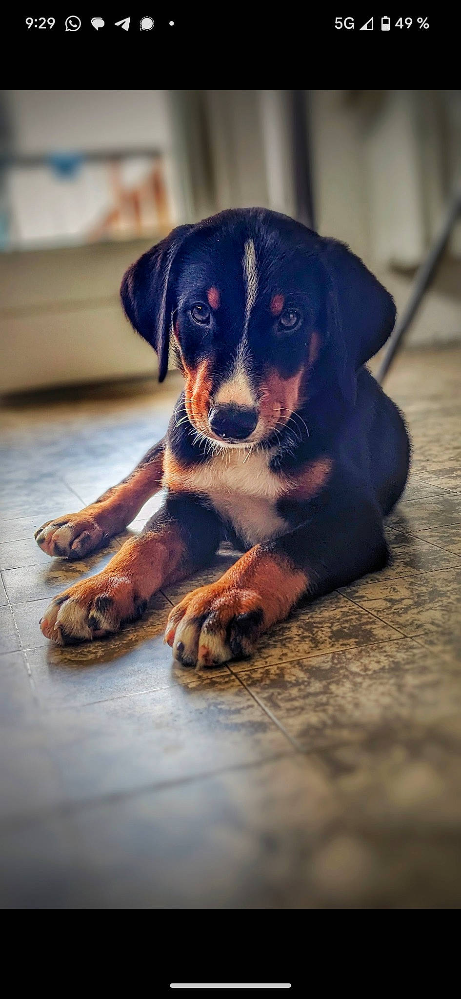 Ubble a rejoint le concours — aidez-le/la à gagner de superbes lots ! canidae, carnivore, companion_dog, dog, dog_breed, electric_blue, fawn, flash_photography, foot, fur, guard_dog, paw, puppy, snout, sporting_group, toy_dog, whiskers, working_animal, working_dog, wrist