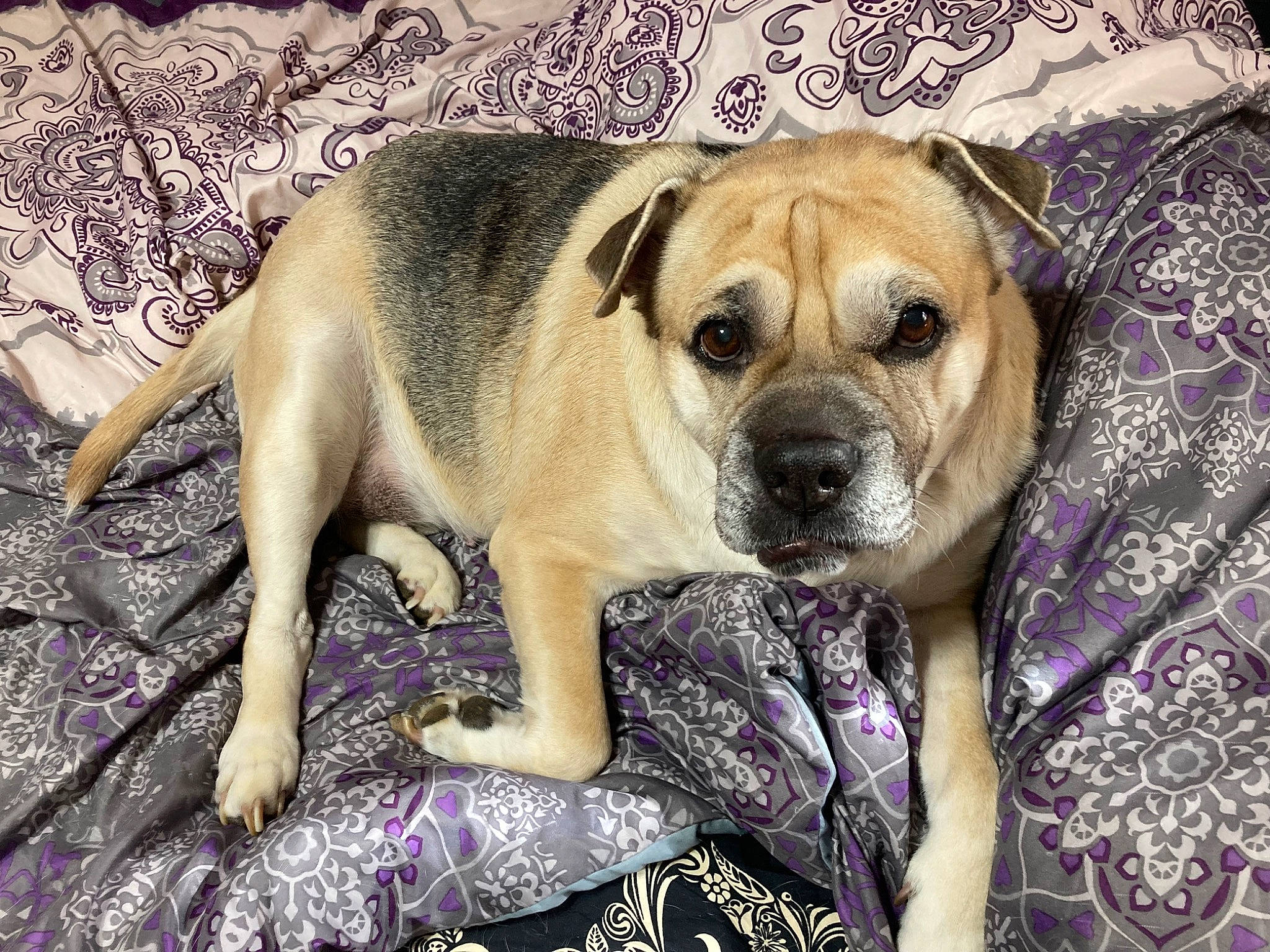 Sassy is registered to the contest to win money with this photo: ancient_dog_breeds, canidae, carnivore, companion_dog, dog, dog_breed, fawn, fur, grass, non_sporting_group, paw, purple, snout, sporting_group, terrestrial_animal, toy_dog, whiskers, working_dog, wrinkle