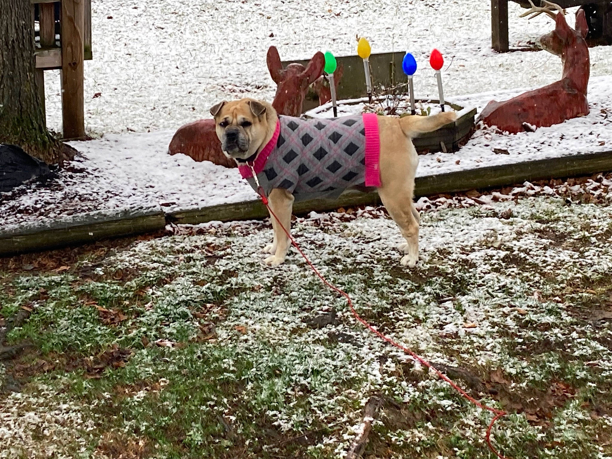 Sassy is registered to the contest to win money with this photo: carnivore, collar, companion_dog, dog, dog_breed, dog_clothes, dog_supply, fashion_accessory, fawn, grass, groundcover, leash, leisure, mammal, pet_supply, plant, sporting_group, sunglasses, vertebrate, working_animal