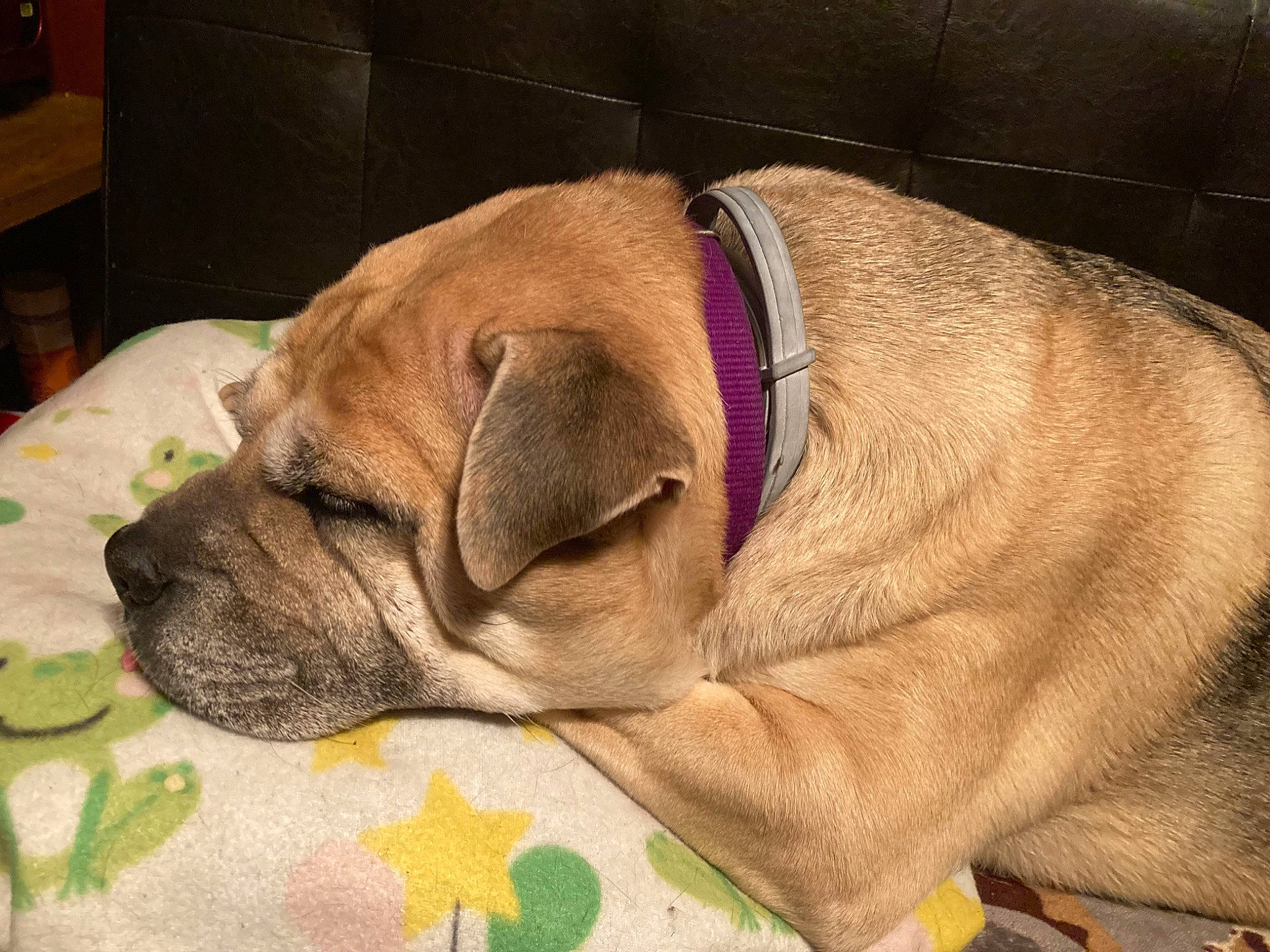 Sassy is registered to the contest to win money with this photo: bored, canidae, carnivore, comfort, companion_dog, dog, dog_bed, dog_breed, dog_supply, ear, fawn, fur, liver, nap, pet_supply, snout, sporting_group, whiskers, working_animal, wrinkle