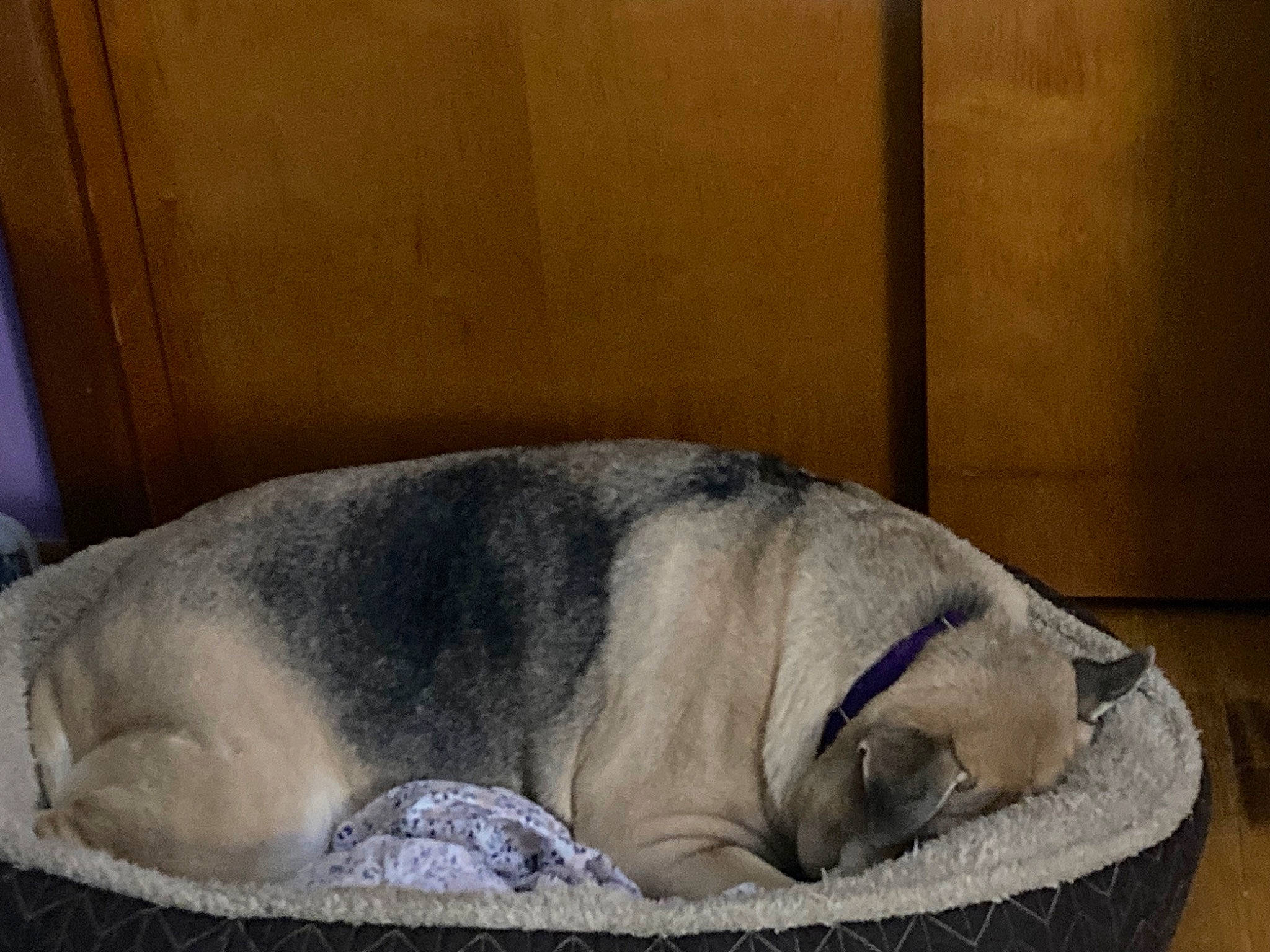 Sassy is registered to the contest to win money with this photo: canidae, carnivore, comfort, companion_dog, dog, dog_breed, fawn, fur, nap, non_sporting_group, pet_supply, sleep, snout, sporting_group, terrestrial_animal, whiskers, wildlife