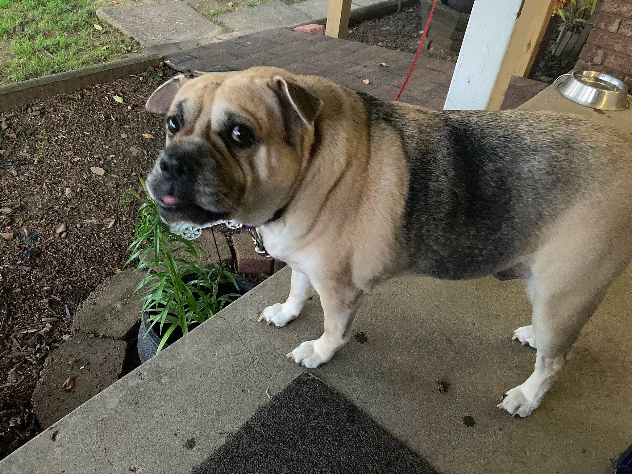 Sassy is registered to the contest to win money with this photo: ancient_dog_breeds, canidae, carnivore, collar, companion_dog, dog, dog_breed, dog_collar, fawn, grass, leash, plant, pug, road_surface, snout, sporting_group, toy_dog, working_animal, working_dog, wrinkle