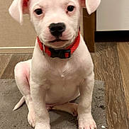 Archer joined the competition — help win amazing prizes! puppy, dog, white_dog, pet, collar, floor, rug, indoor, animal, cute, young_dog, sitting, looking, ears, nose, paws, wooden_floor, wall, home, domestic