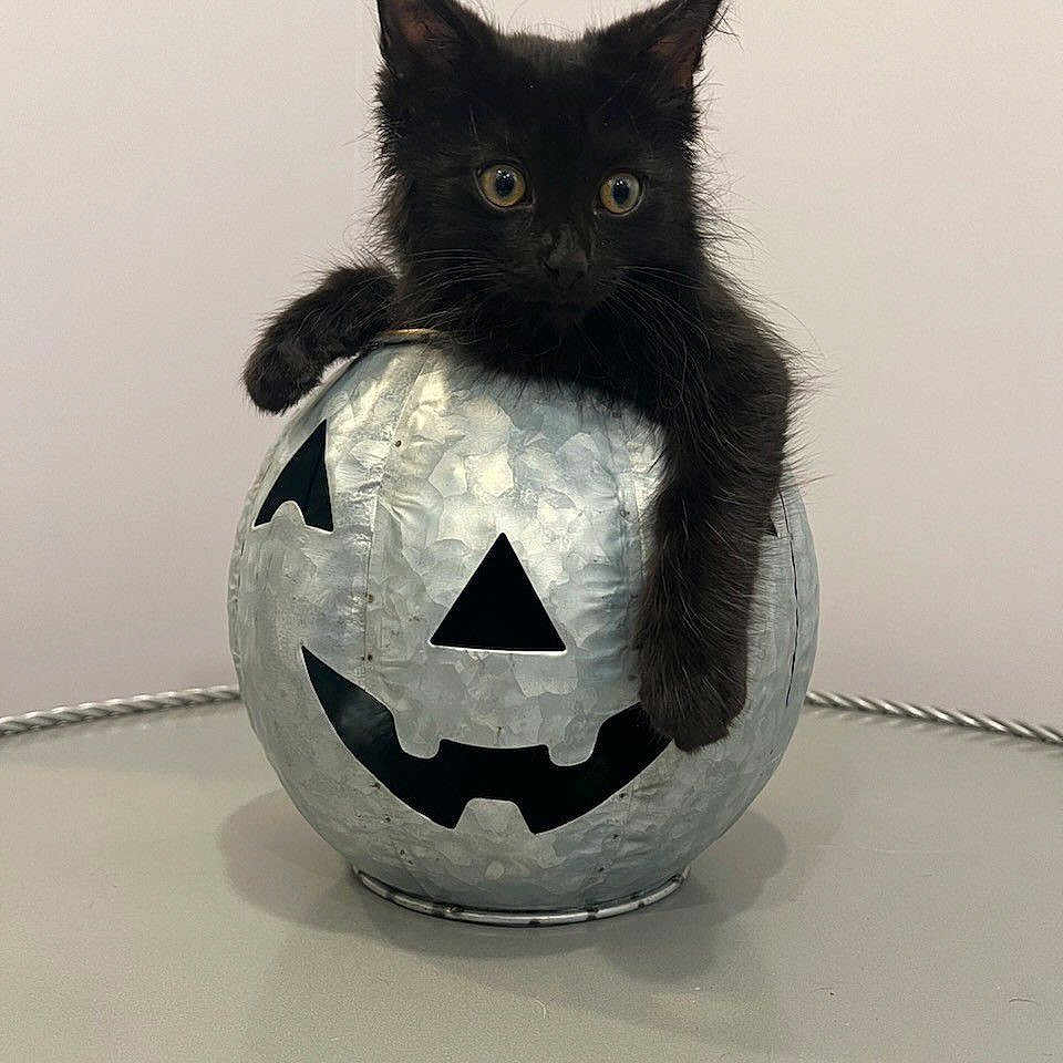 Binx is registered to the contest to win money with this photo: animal, ball, batmanlogo, blackcat, cat, christmas, festival, football, halloween, kitten, logo, manx, pet, soccer, soccerball, sphere, sport, starsymbol, symbol, triangle