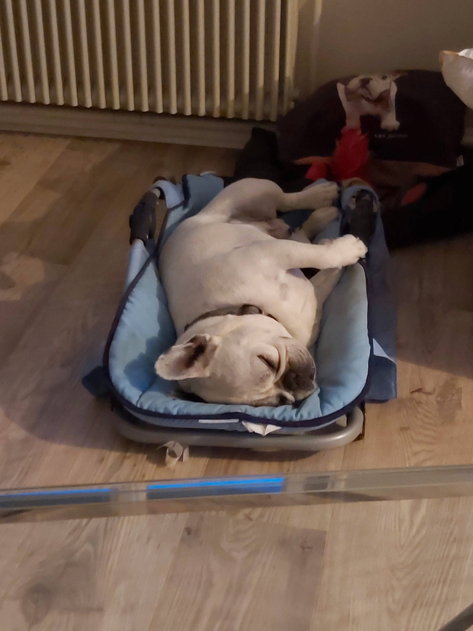 Furax a rejoint le concours — aidez-le/la à gagner de superbes lots ! american_bulldog, bulldog, canidae, carnivore, companion_dog, dog, dog_breed, fawn, floor, flooring, non_sporting_group, pug, puppy, snout, sporting_group