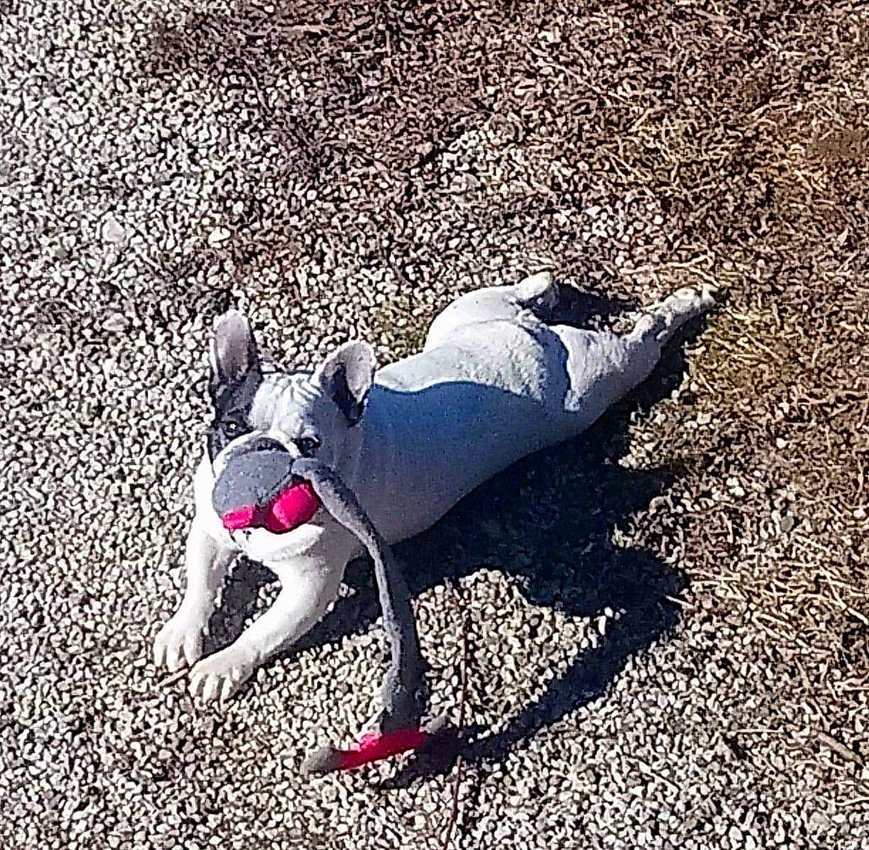 Furax a rejoint le concours — aidez-le/la à gagner de superbes lots ! boston_terrier, bulldog, canidae, carnivore, companion_dog, cool, dog, dog_breed, dog_clothes, french_bulldog, leg, non_sporting_group, sitting, tail